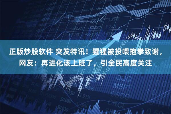 正版炒股软件 突发特讯！猩猩被投喂抱拳致谢，网友：再进化该上班了，引全民高度关注